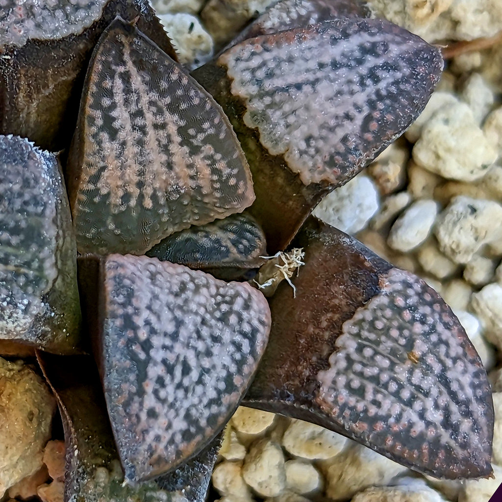 Haworthia groenewaldii hybrid series PP415 #28 SOLD OUT