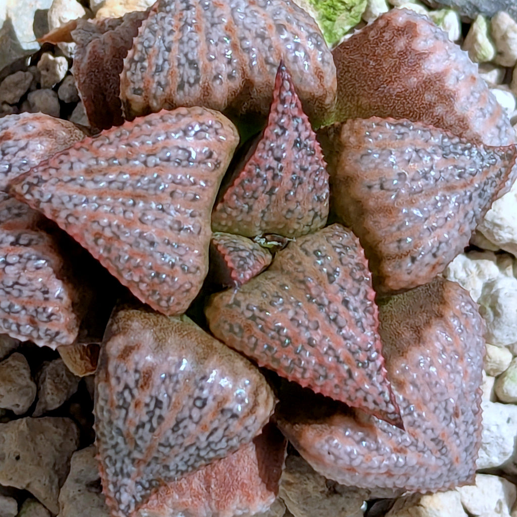 Haworthia hybrid series PP355 #28