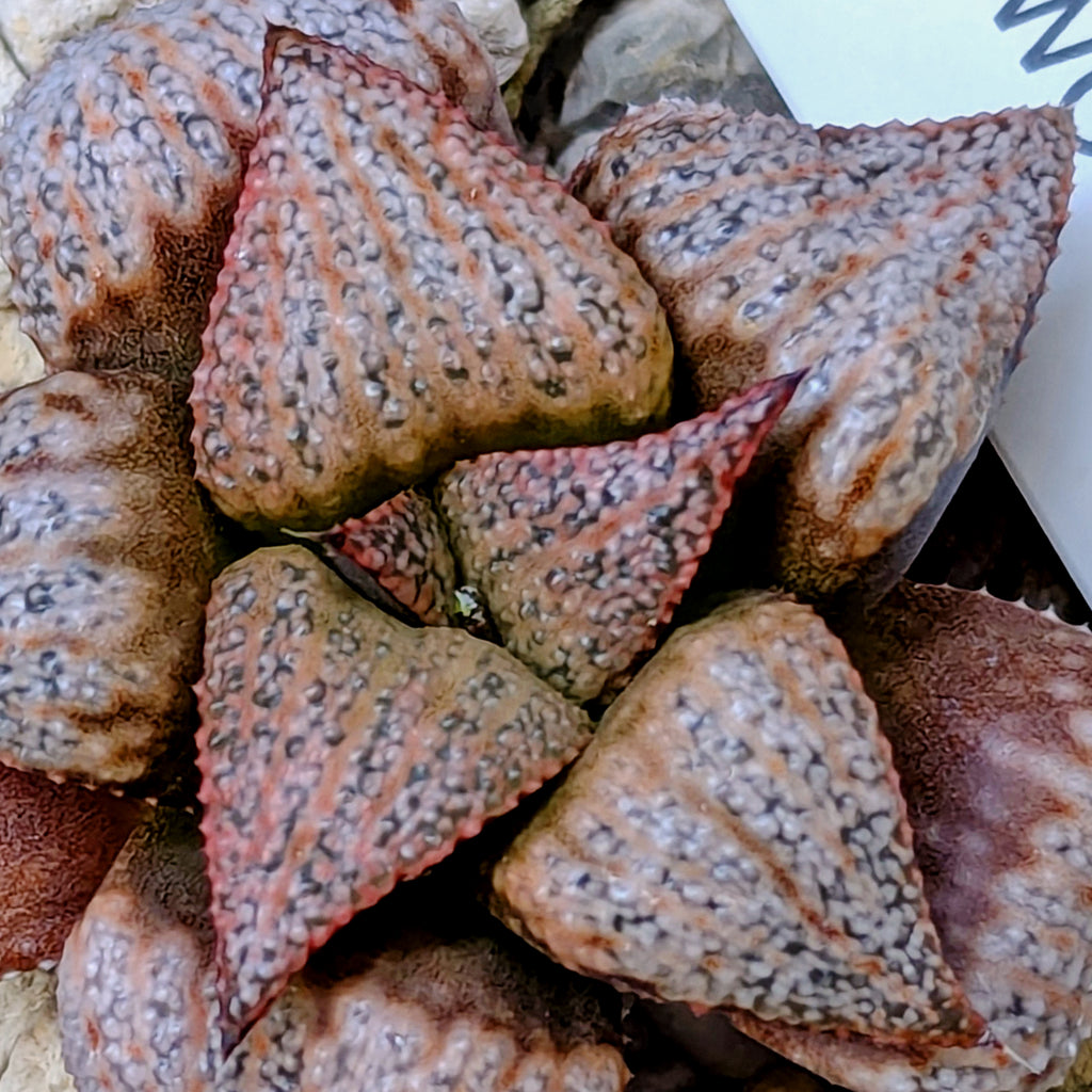 Haworthia hybrid series PP355 #28