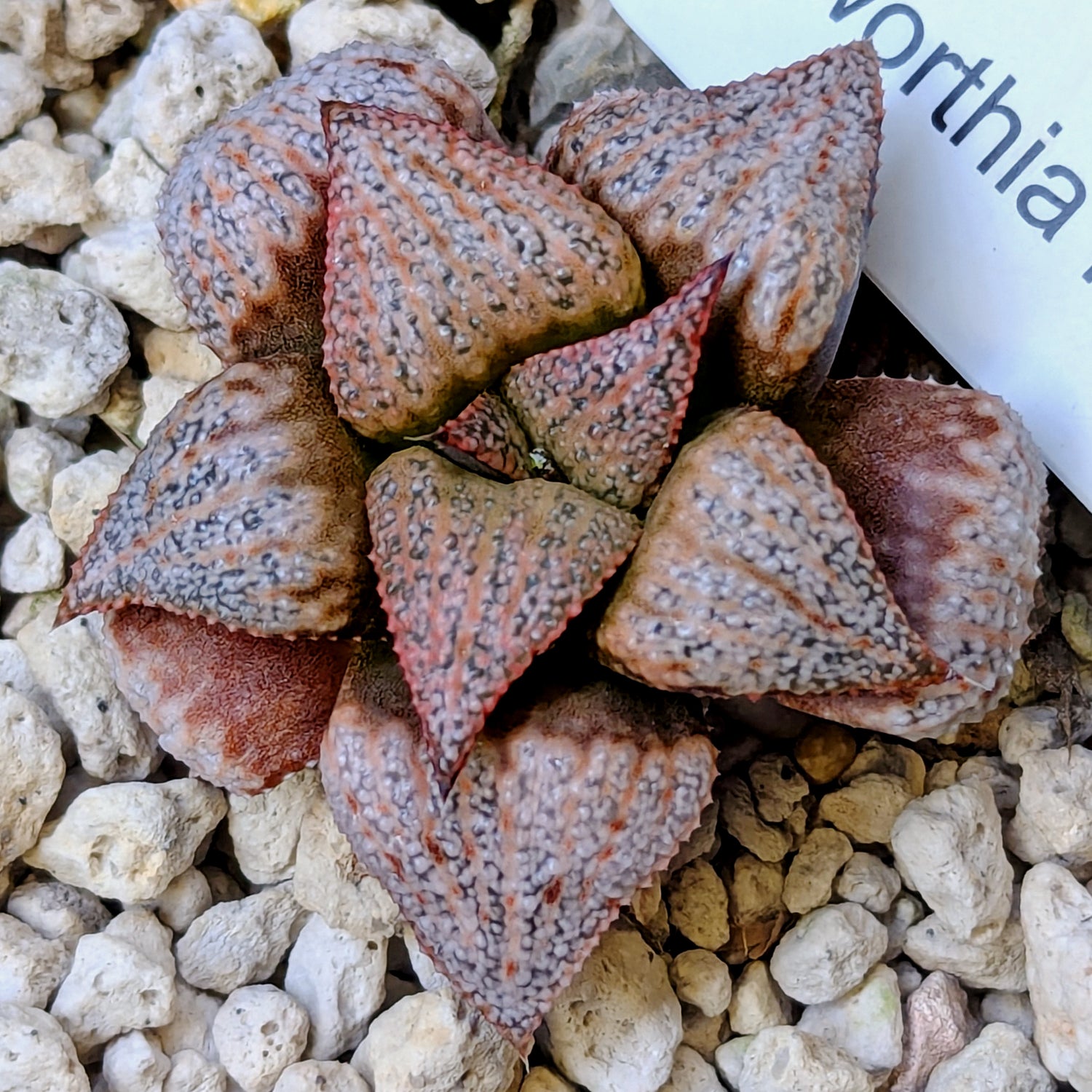 Haworthia hybrid series PP355 #28