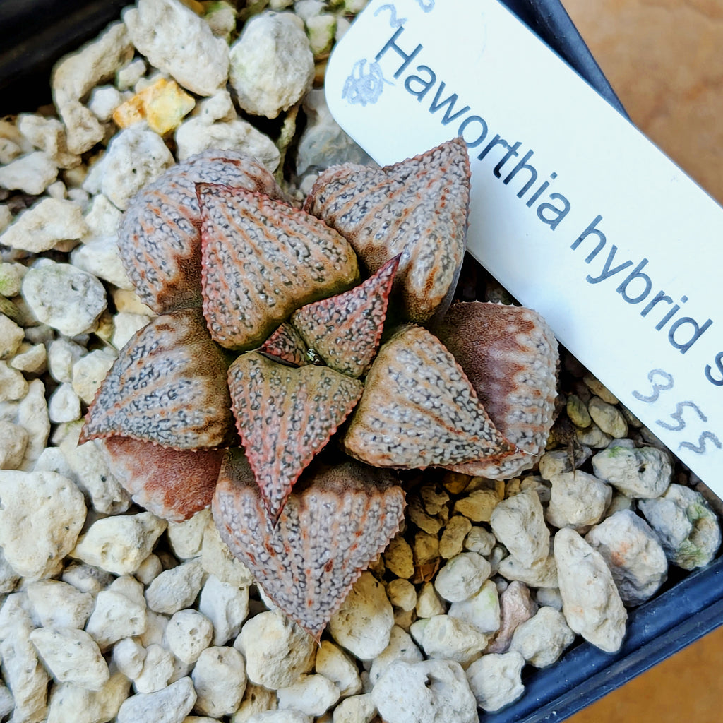 Haworthia hybrid series PP355 #28