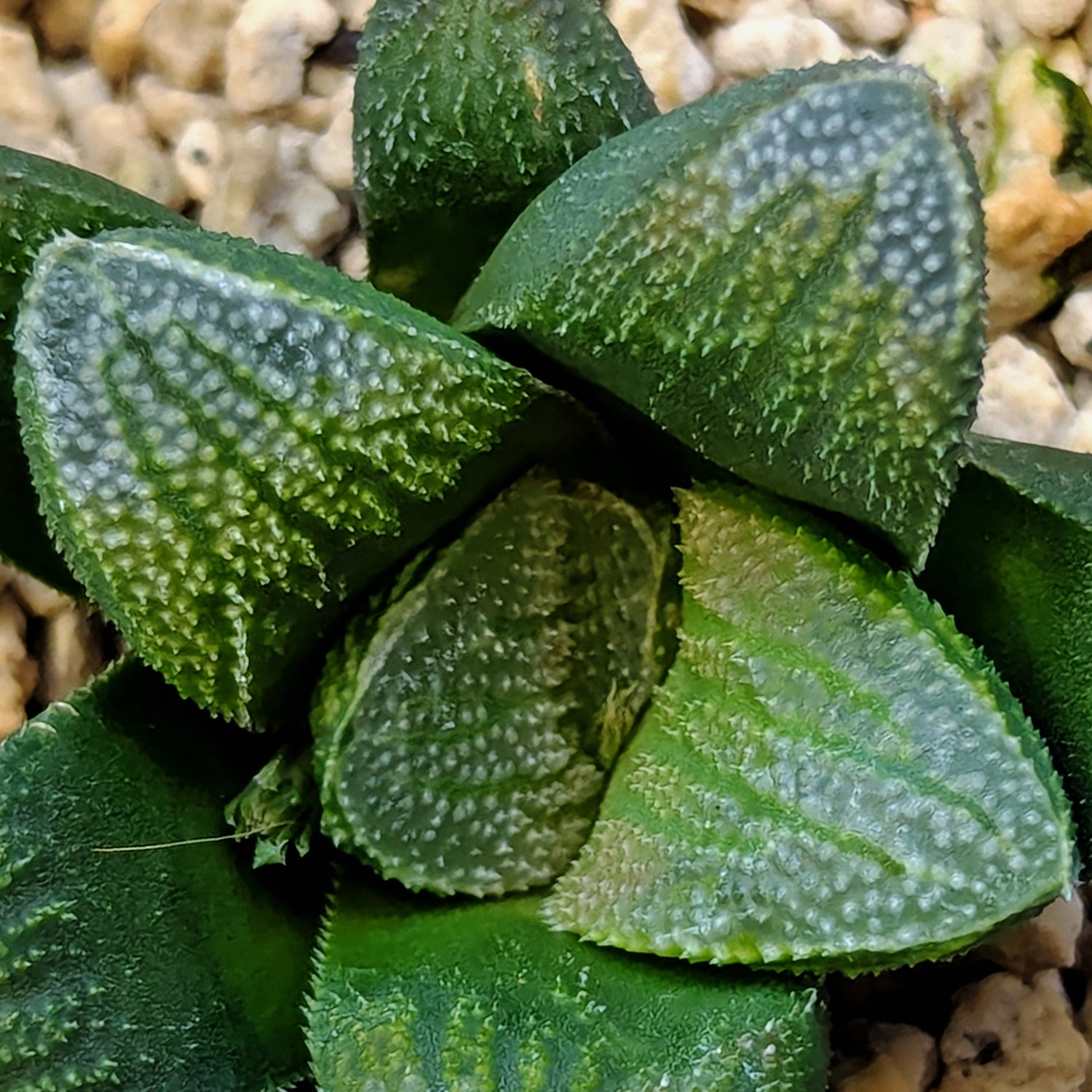 Haworthia hybrid series PP576 #28