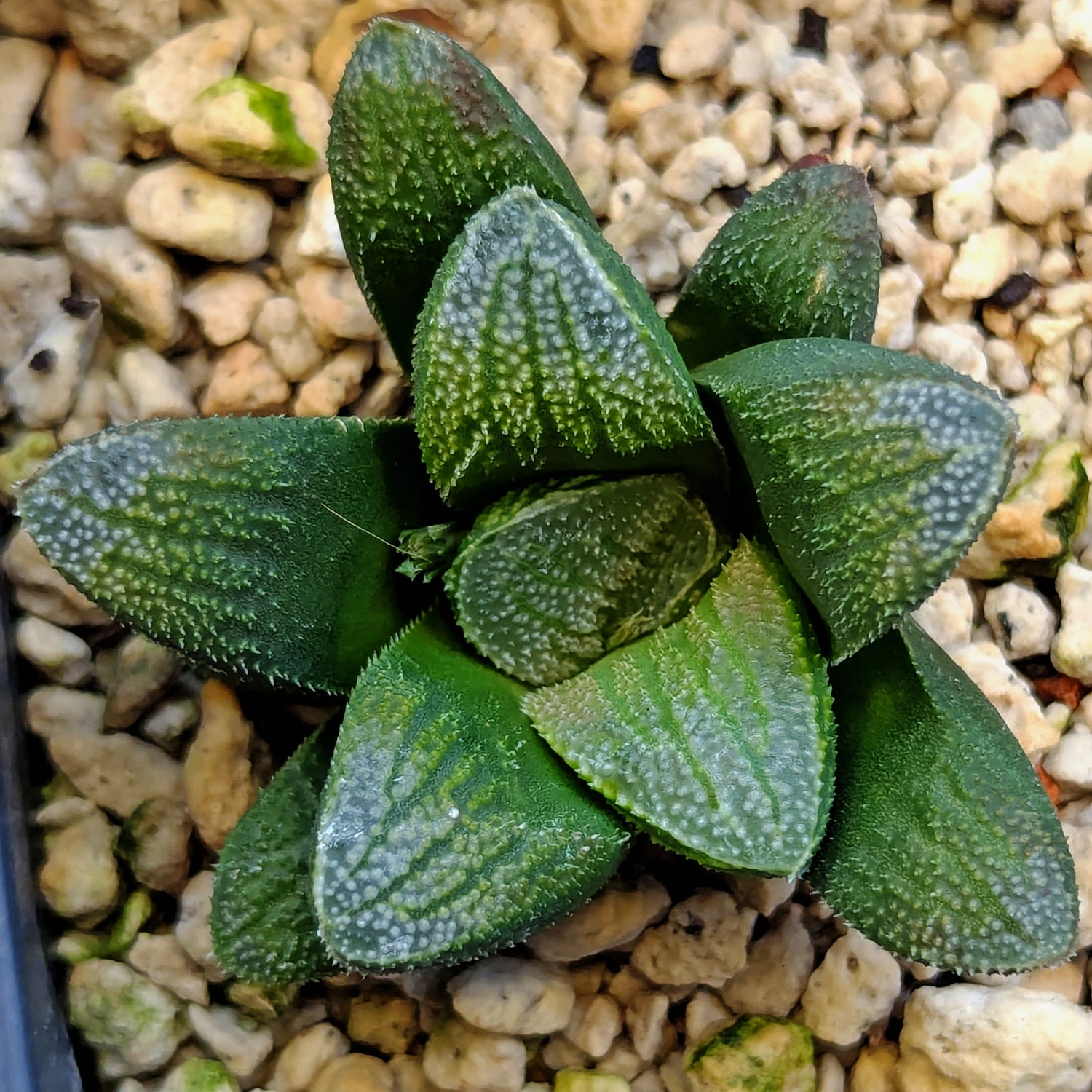 Haworthia hybrid series PP576 #28
