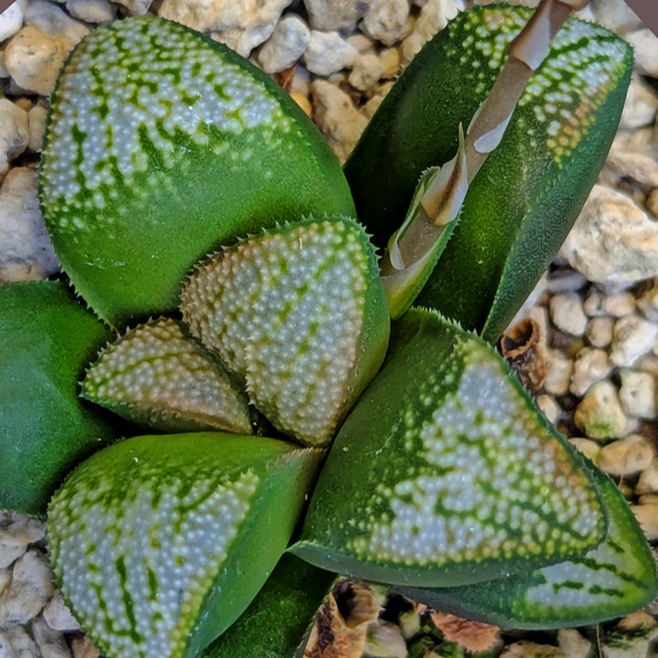 Haworthia groenewaldii hybrid series PP621 #28