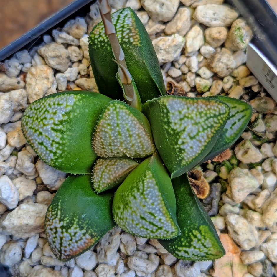 Haworthia groenewaldii hybrid series PP621 #28