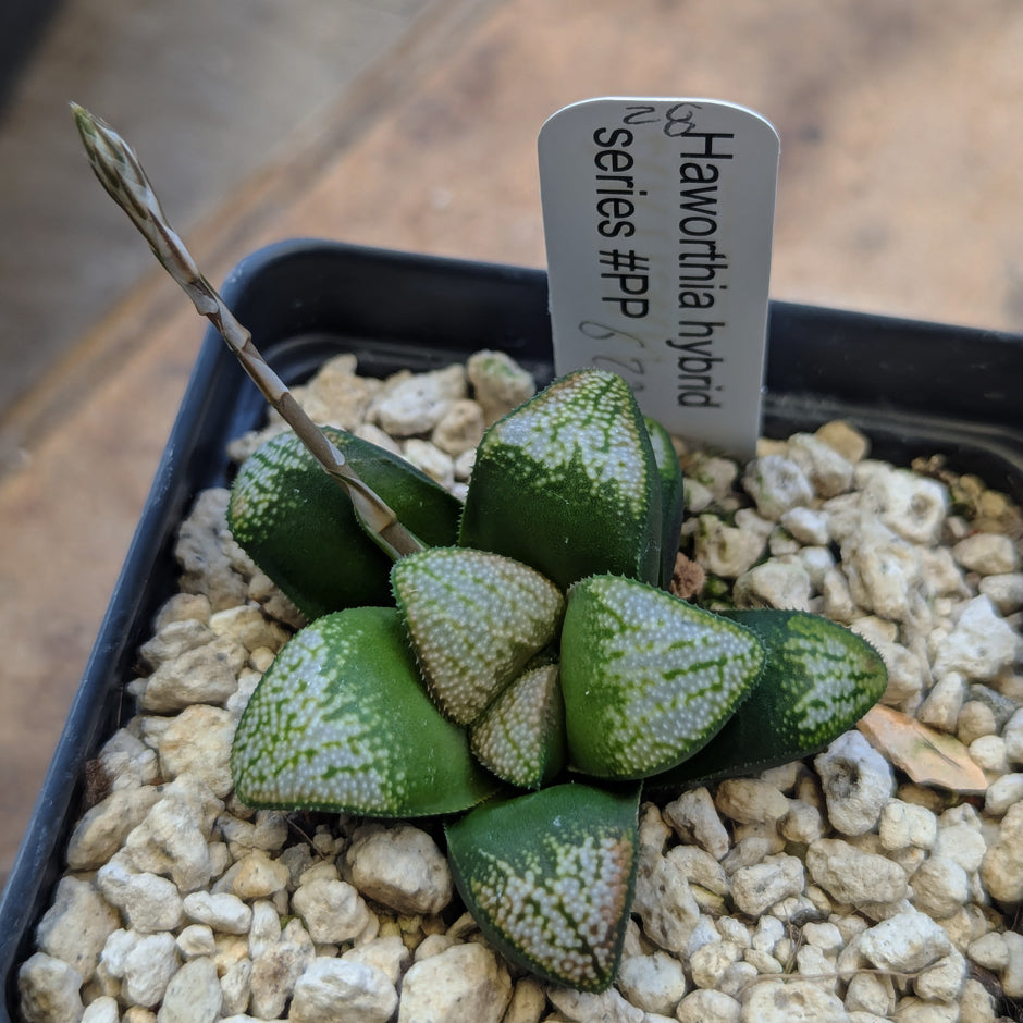 Haworthia groenewaldii hybrid series PP621 #28