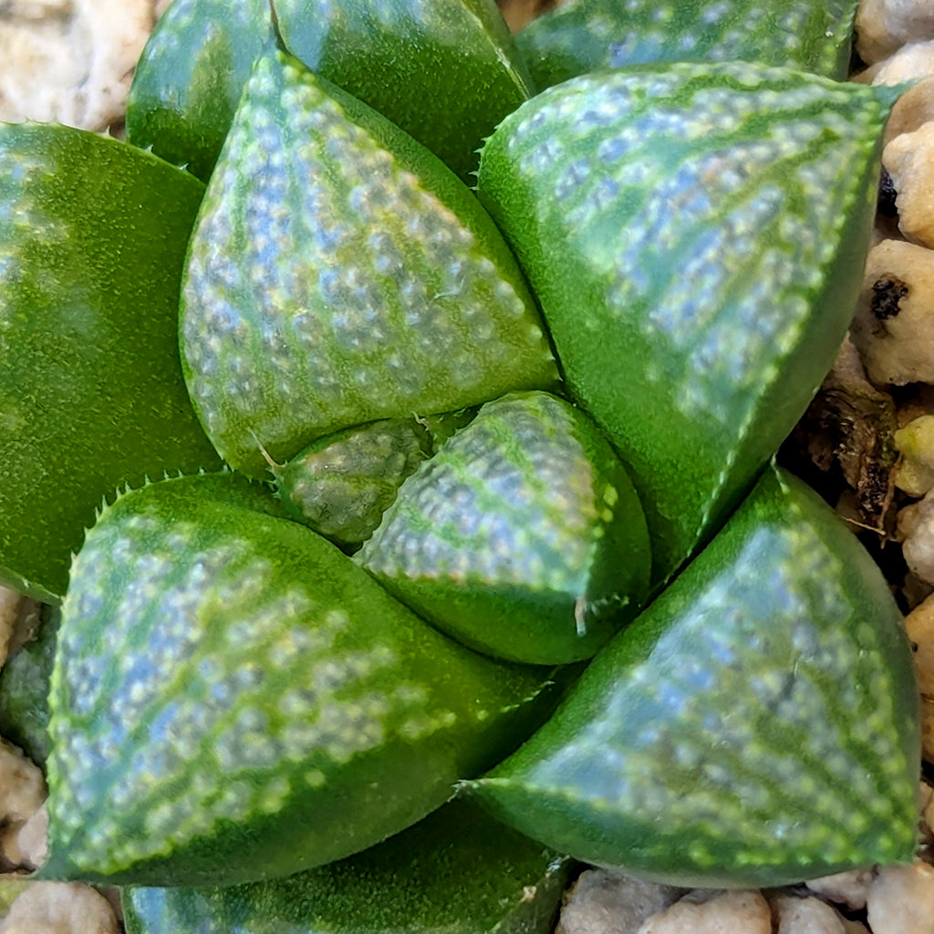 Haworthia PP636 hybrid series #28