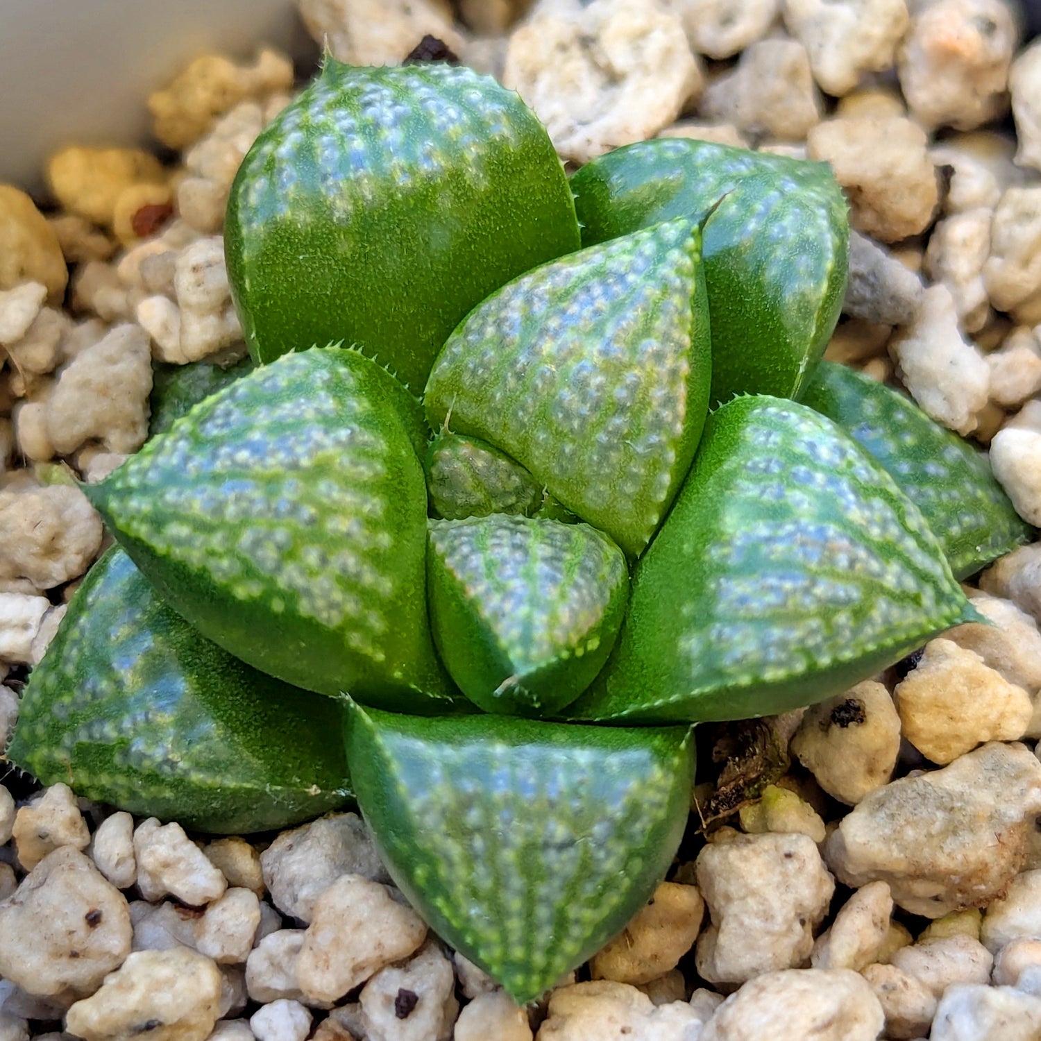 Haworthia PP636 hybrid series #28