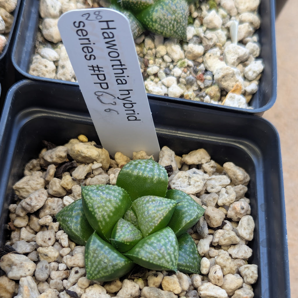 Haworthia PP636 hybrid series #28