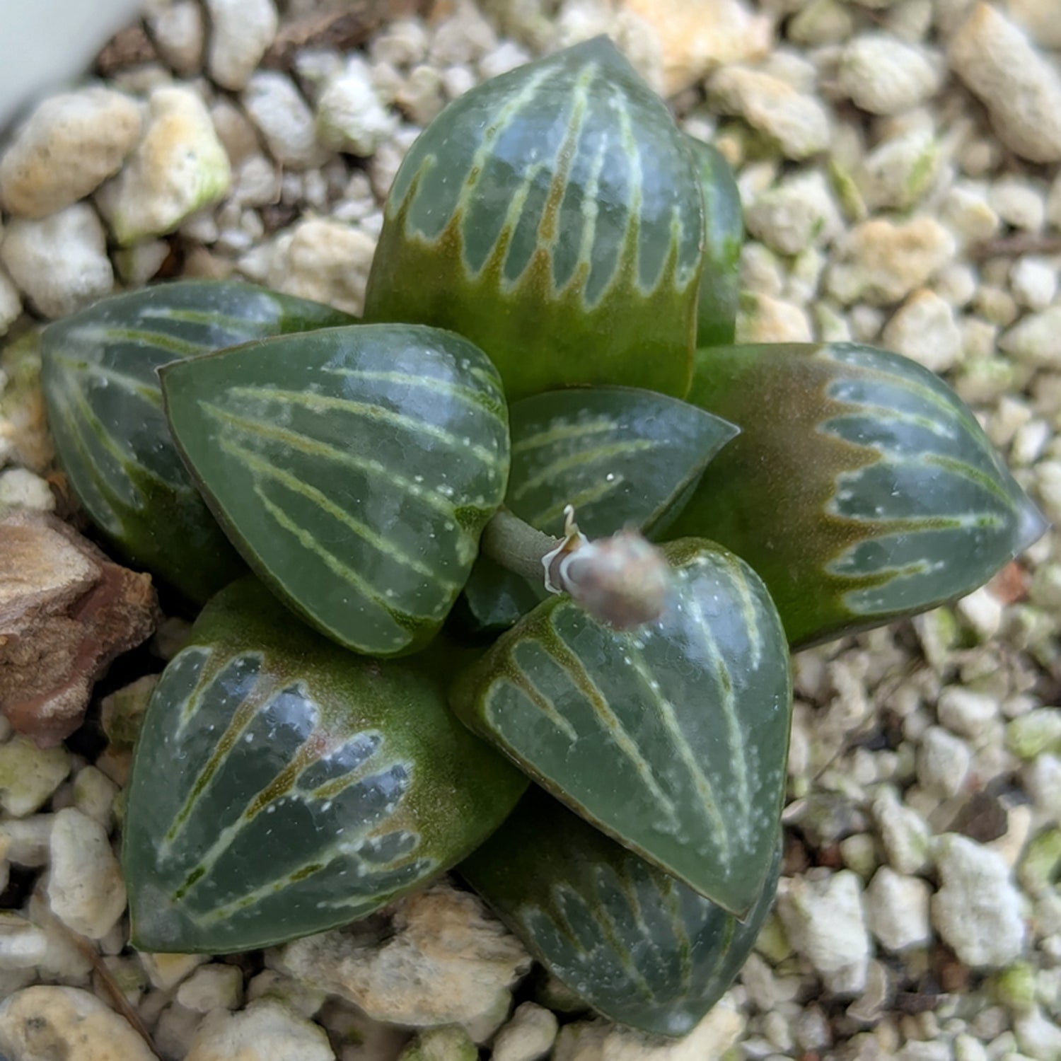 Haworthia PP644 White Widow hybrid series #28