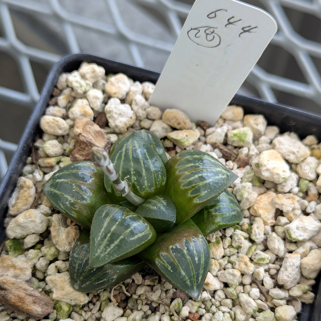 Haworthia PP644 White Widow hybrid series #28
