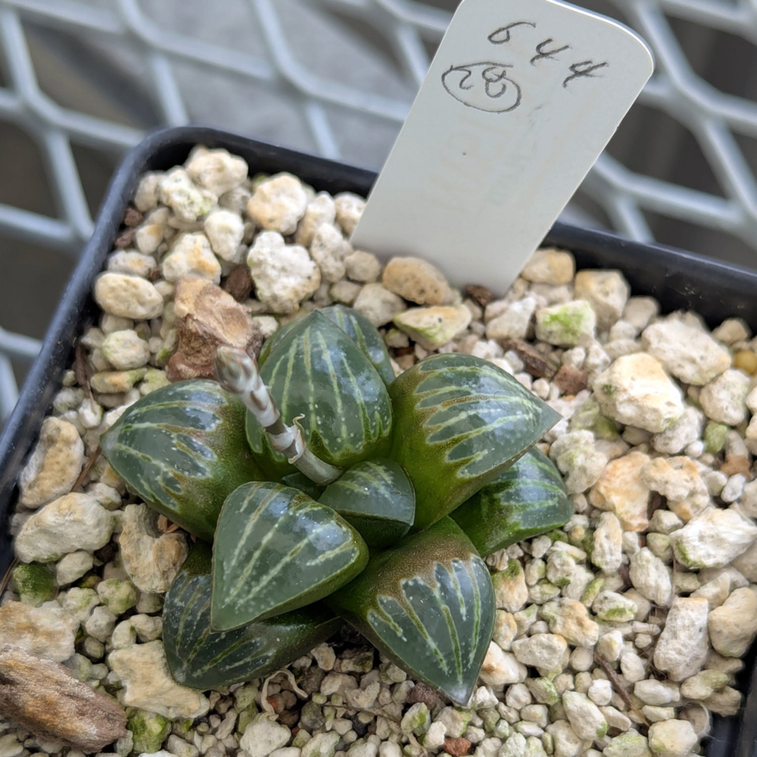 Haworthia PP644 White Widow hybrid series #28