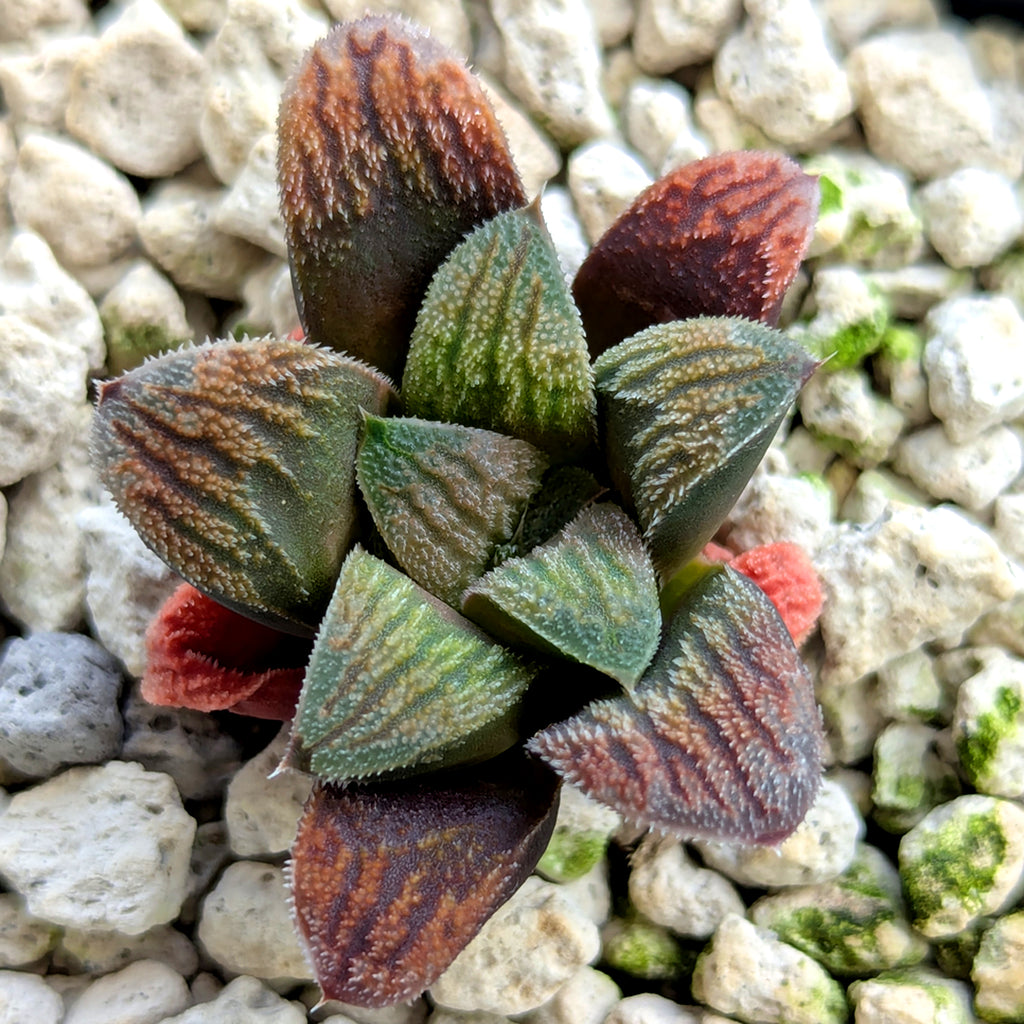 Haworthia PP576 hybrid series #29