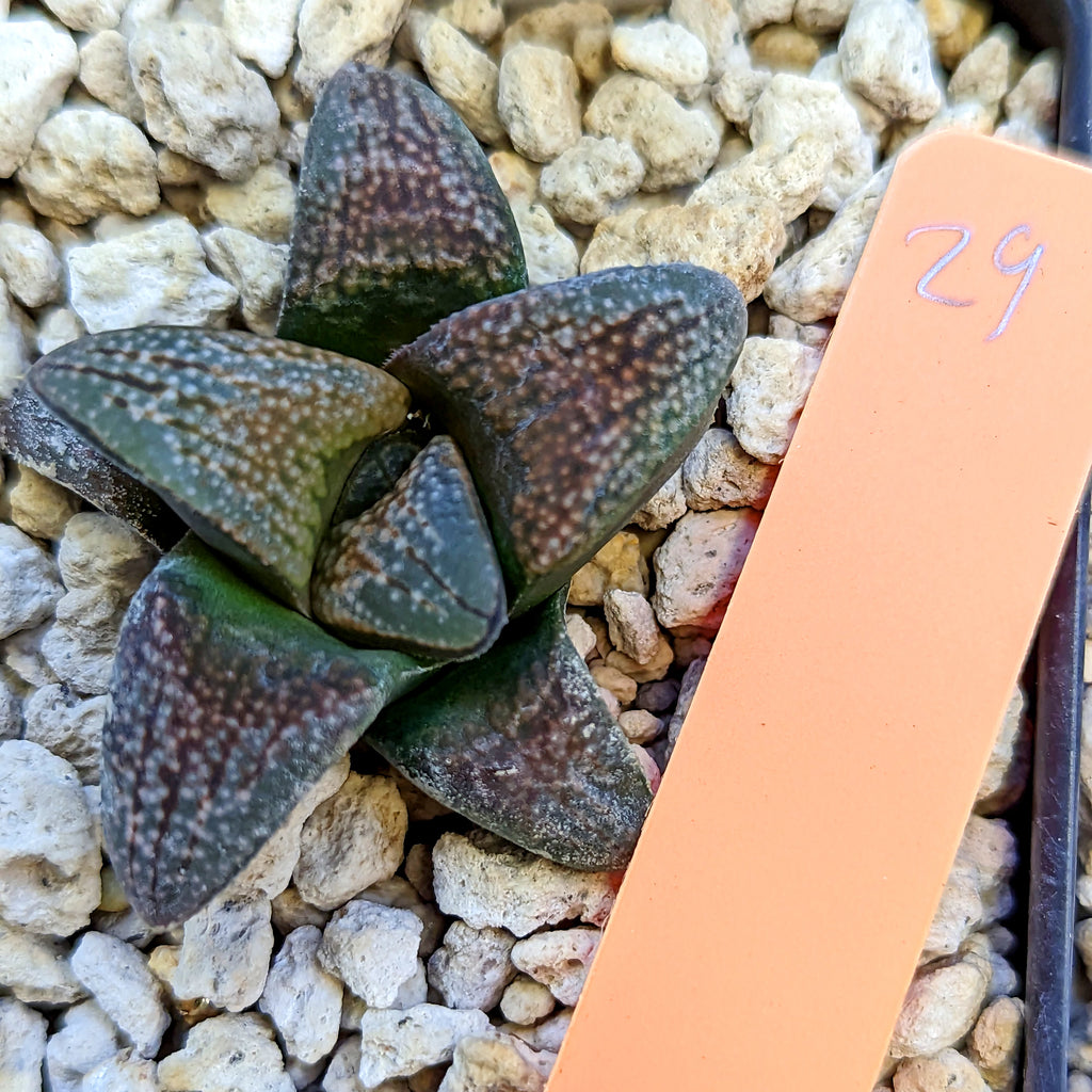 Haworthia groenewaldii hybrid series PP415 #29 SOLD OUT