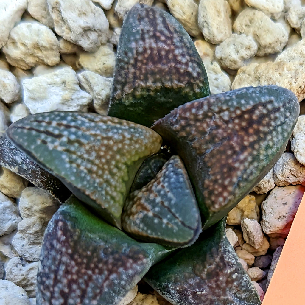 Haworthia groenewaldii hybrid series PP415 #29 SOLD OUT