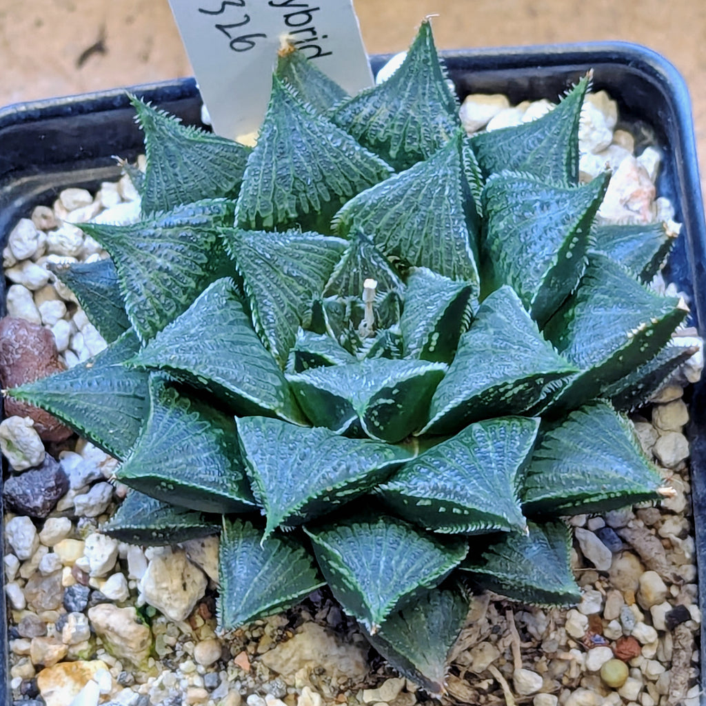 Haworthia PP326 hybrid series #29