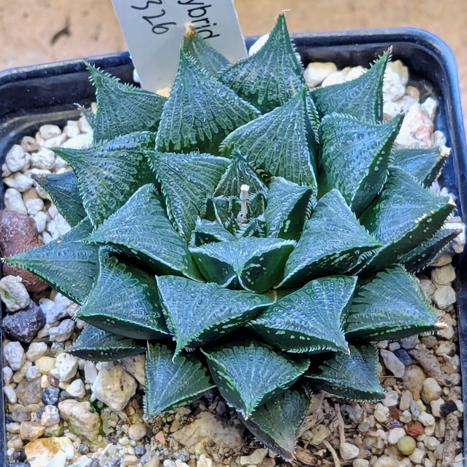 Haworthia PP326 hybrid series #29