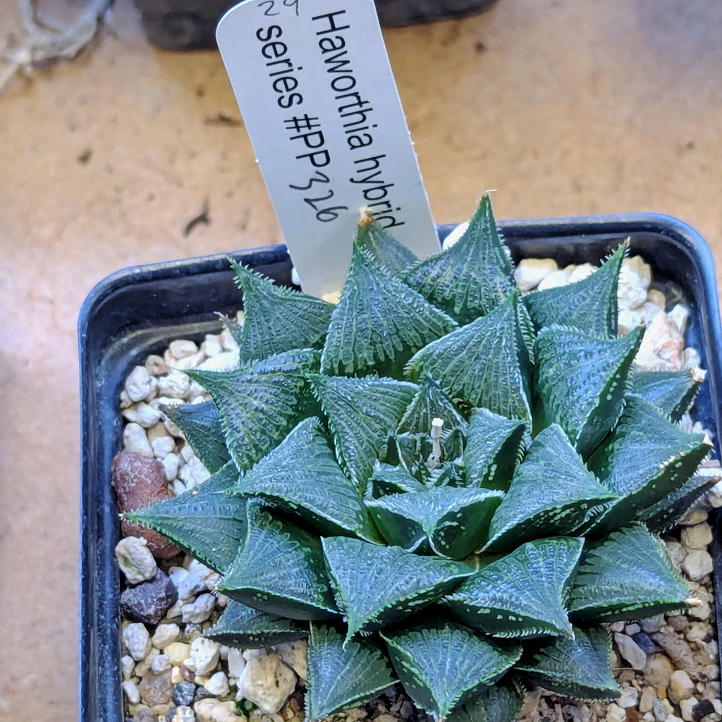 Haworthia PP326 hybrid series #29