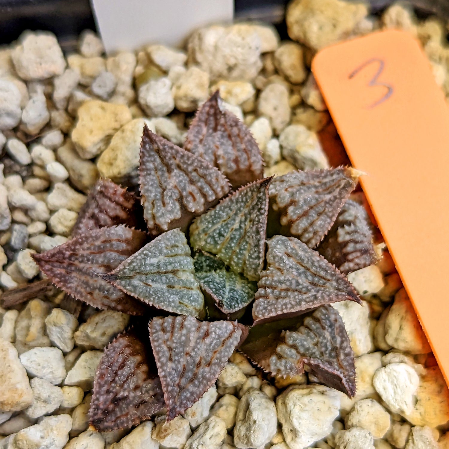 Haworthia hybrid series PP512 #3 SOLD OUT