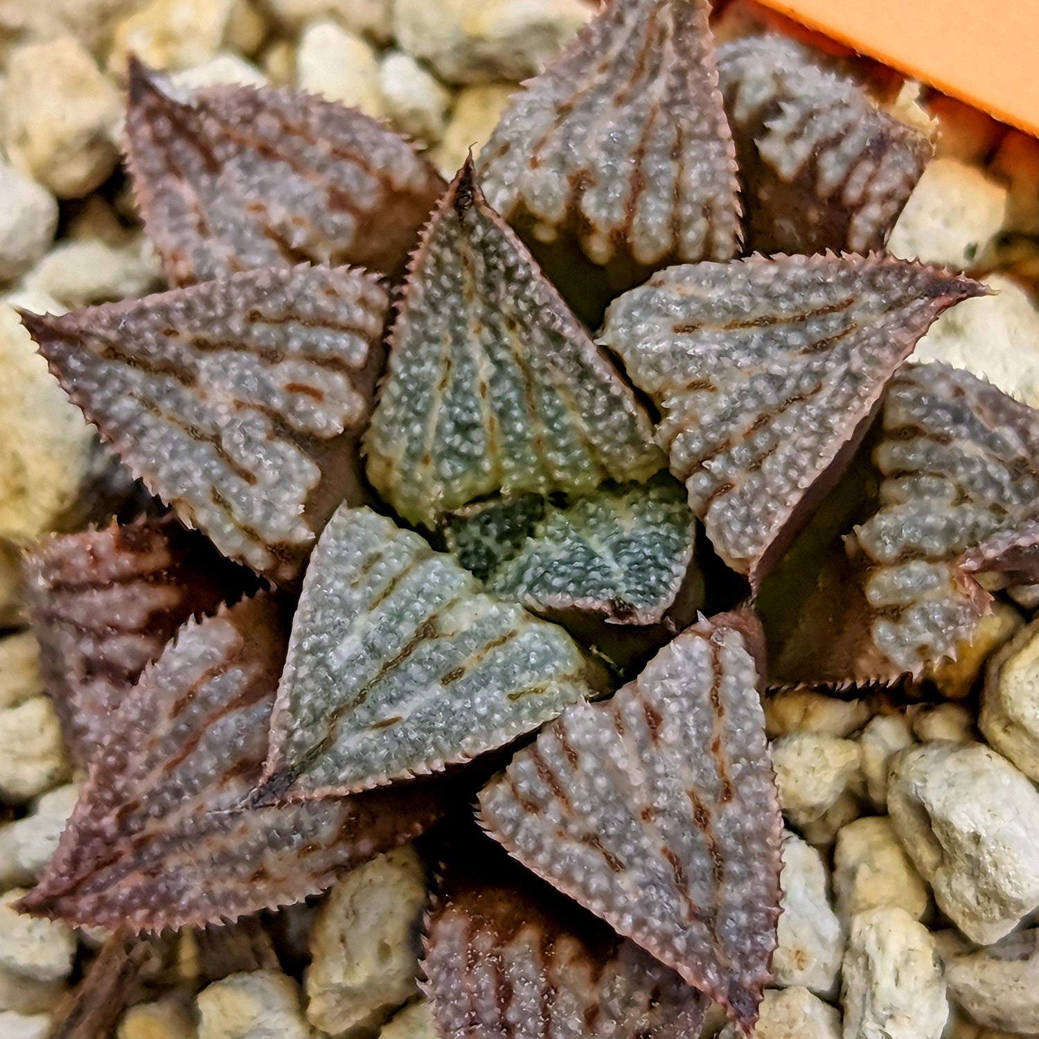 Haworthia hybrid series PP512 #3 SOLD OUT