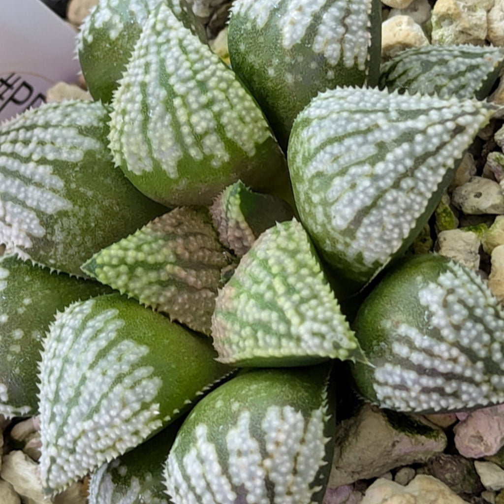 Haworthia PP619 hybrid series #3