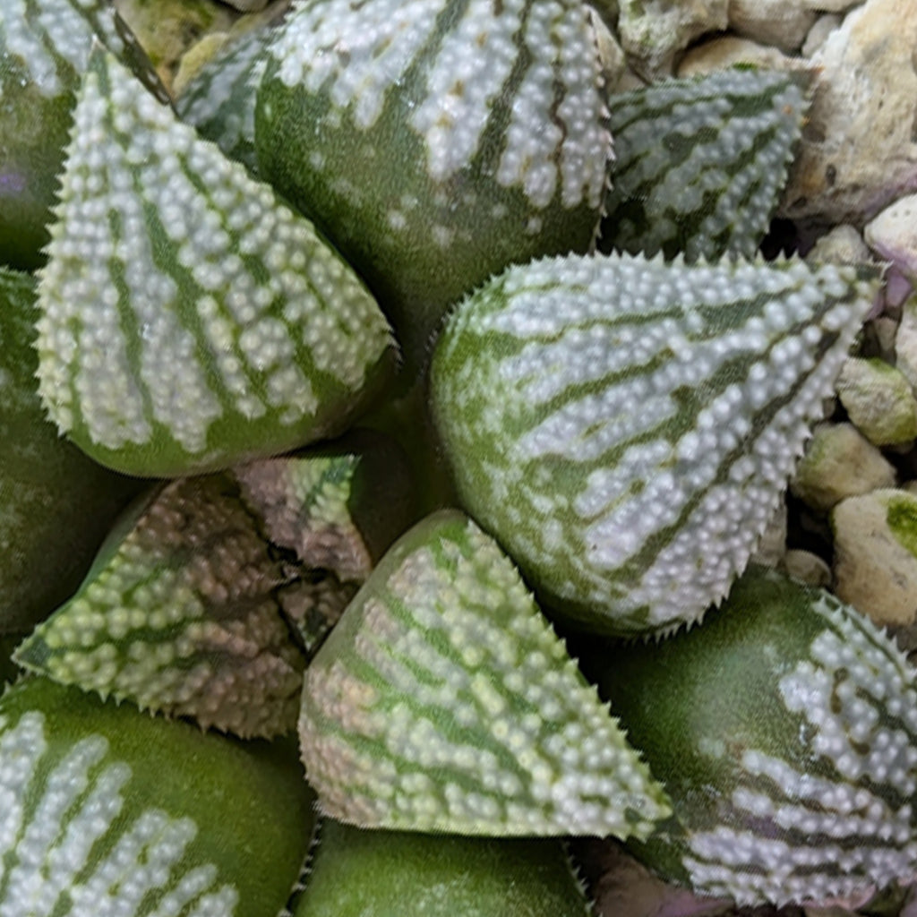 Haworthia PP619 hybrid series #3