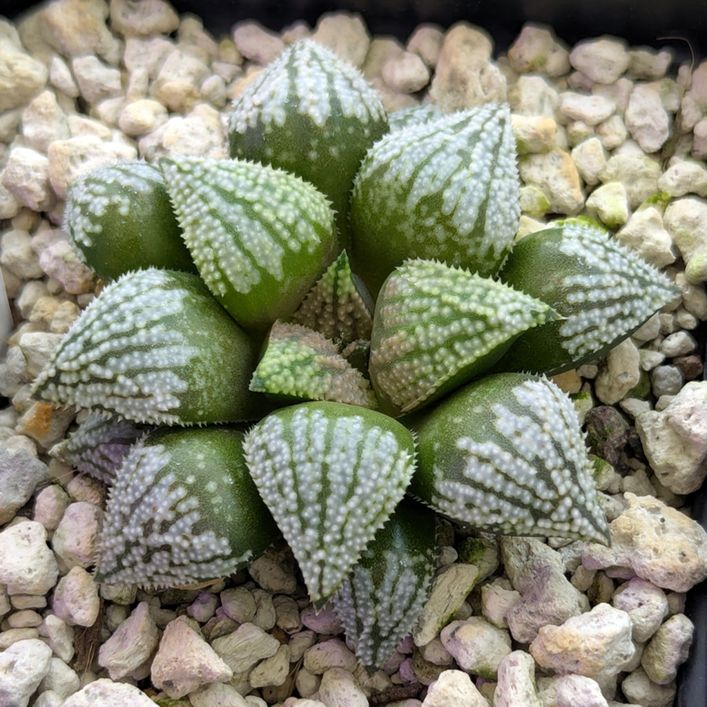 Haworthia PP619 hybrid series #3