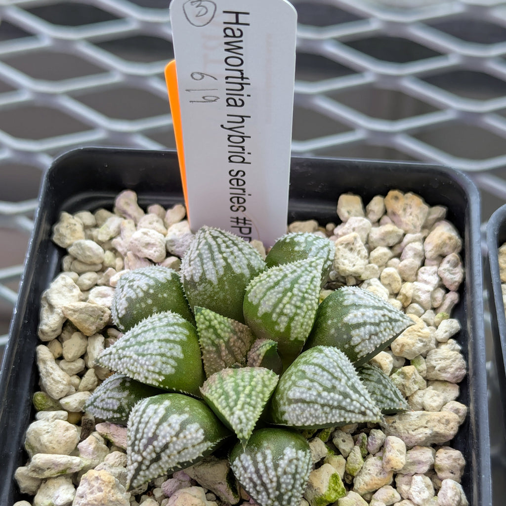 Haworthia PP619 hybrid series #3