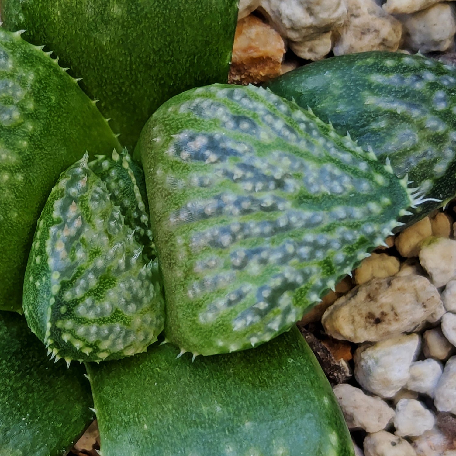 Haworthia "TetraTreasures" PP635 hybrid series #3