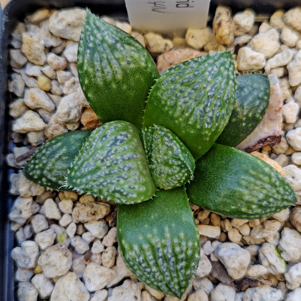 Haworthia "TetraTreasures" PP635 hybrid series #3