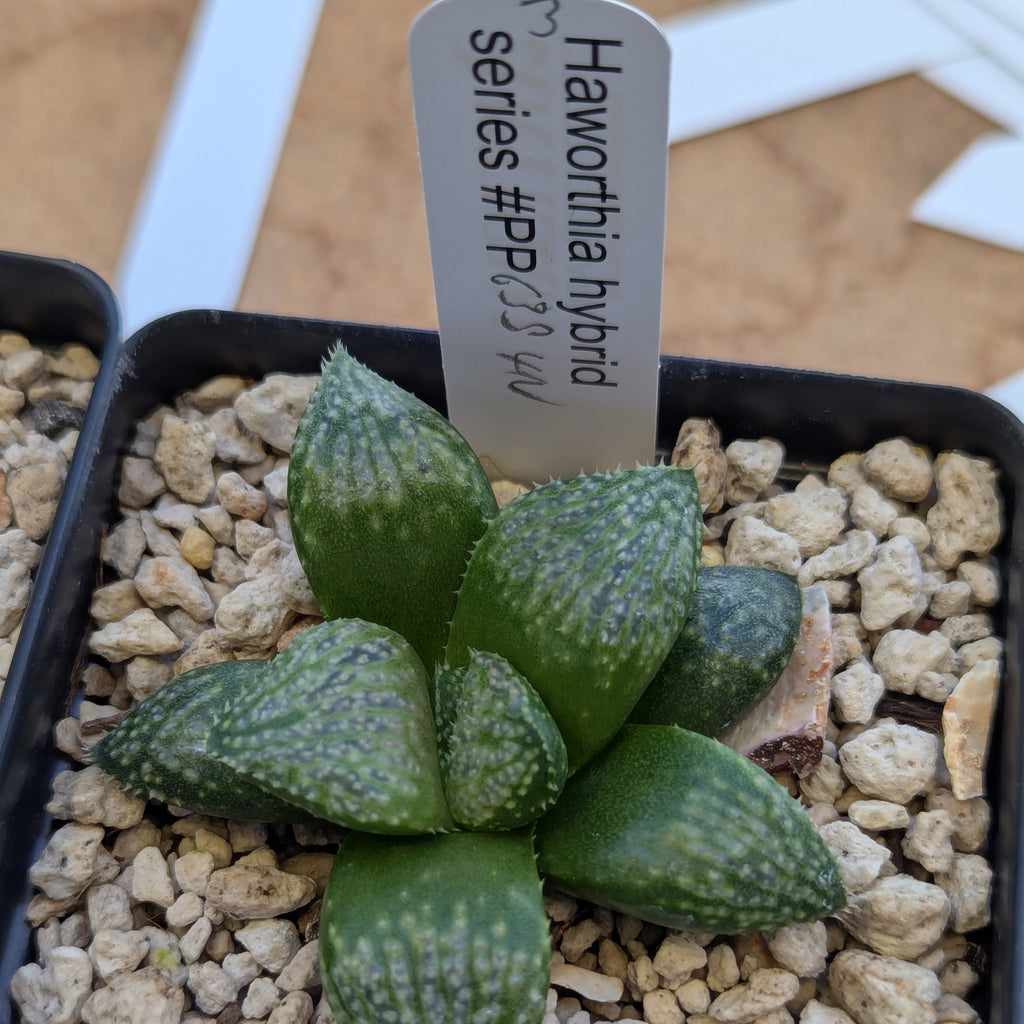 Haworthia "TetraTreasures" PP635 hybrid series #3