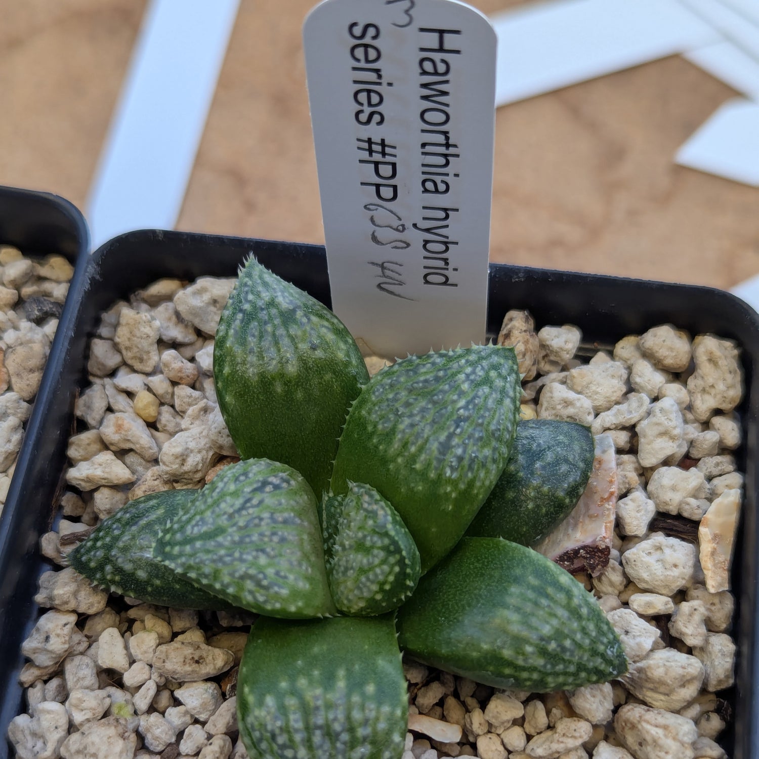 Haworthia "TetraTreasures" PP635 hybrid series #3