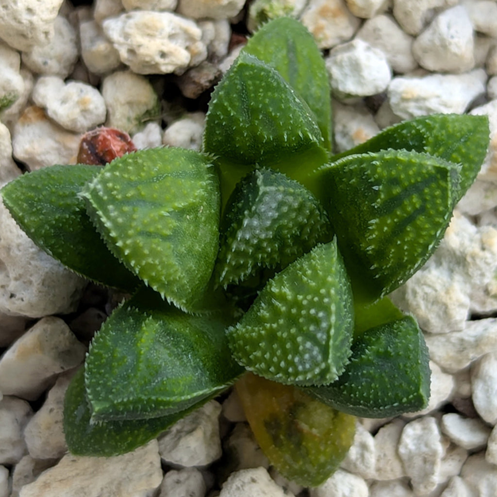 Haworthia PP576 hybrid series #30