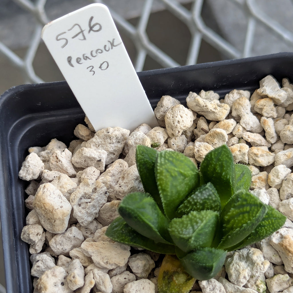 Haworthia PP576 hybrid series #30