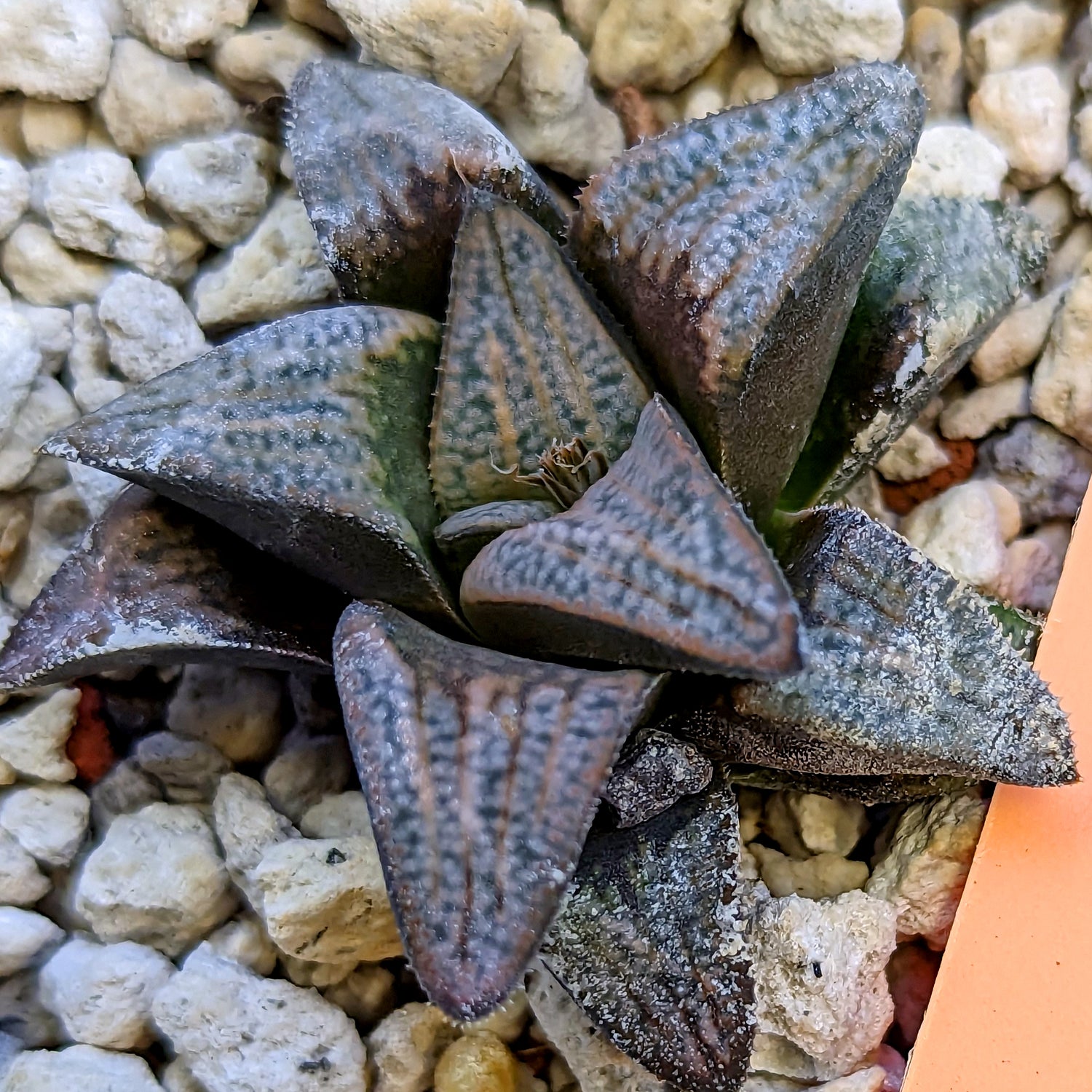 Haworthia groenewaldii hybrid series PP415 #30 SOLD OUT