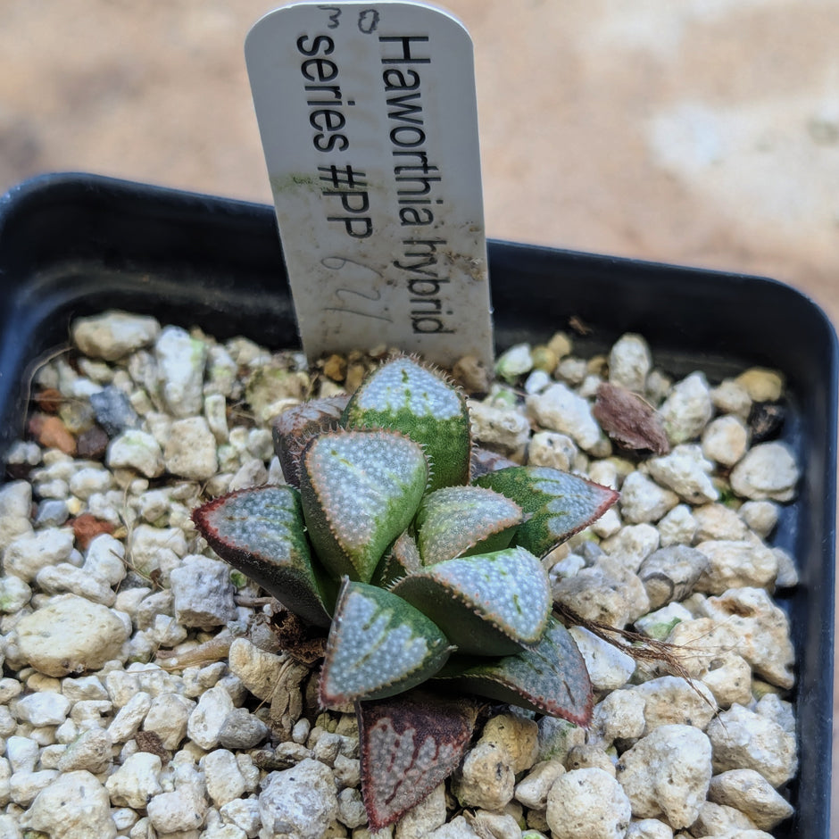 Haworthia groenewaldii hybrid series PP621 #30