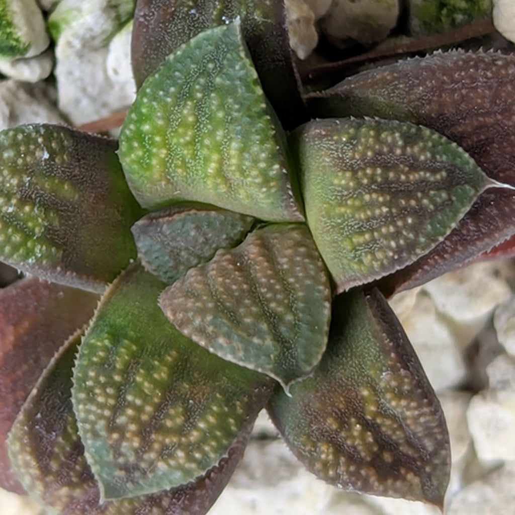 Haworthia PP576 hybrid series #31