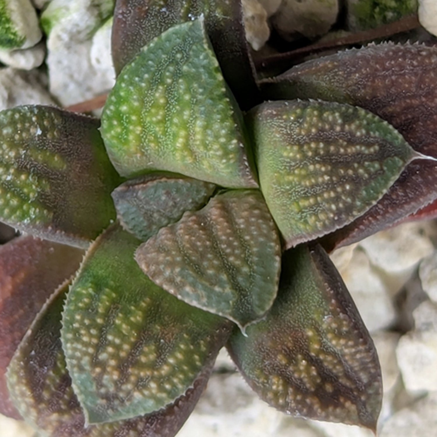 Haworthia PP576 hybrid series #31