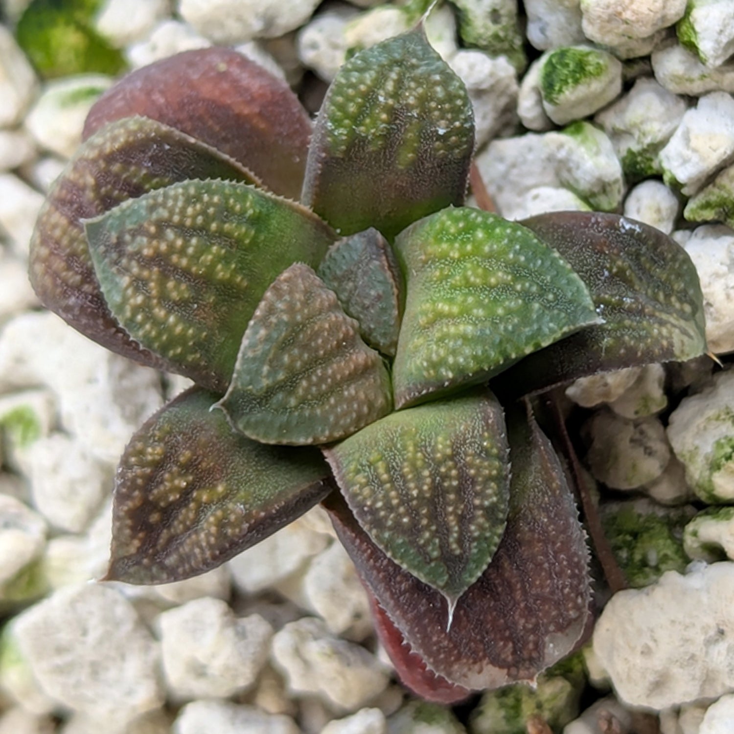 Haworthia PP576 hybrid series #31