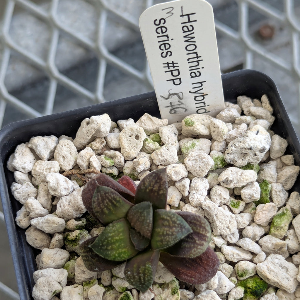 Haworthia PP576 hybrid series #31