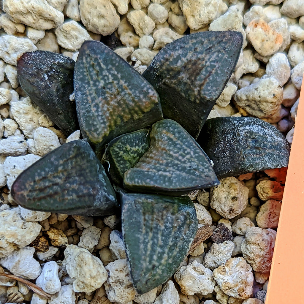Haworthia groenewaldii hybrid series PP415 #31 SOLD OUT