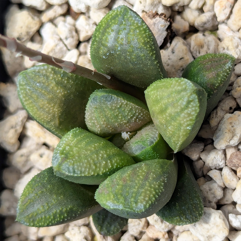 Haworthia PP576 hybrid series #31