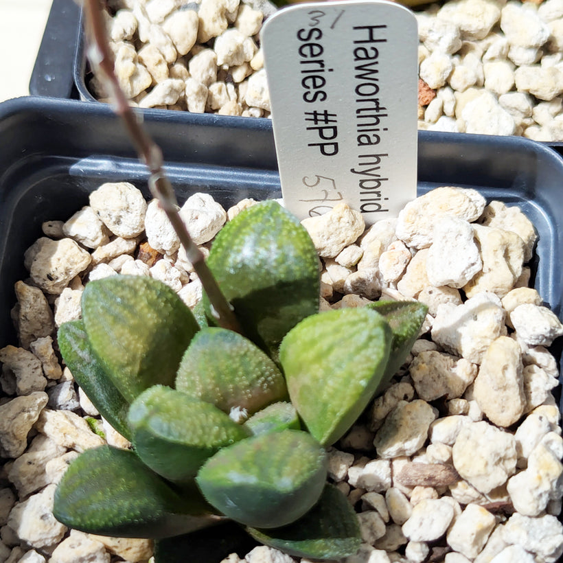 Haworthia PP576 hybrid series #31