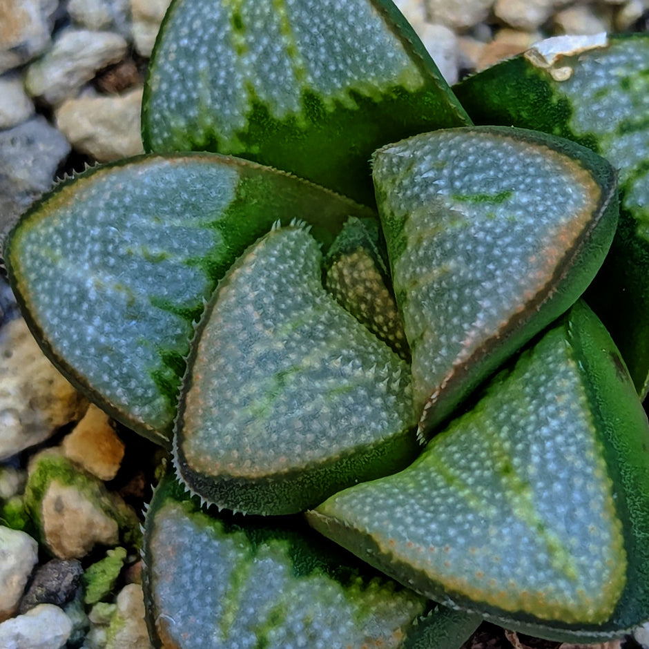 Haworthia groenewaldii hybrid series PP621 #31
