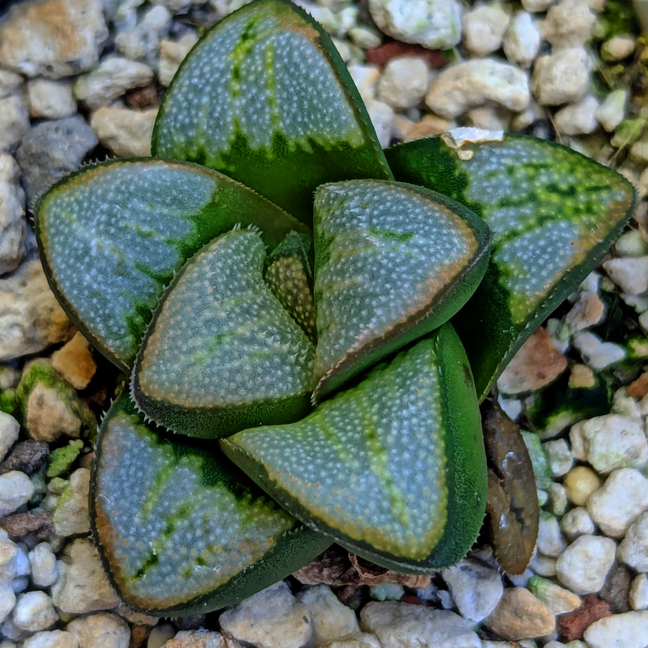 Haworthia groenewaldii hybrid series PP621 #31
