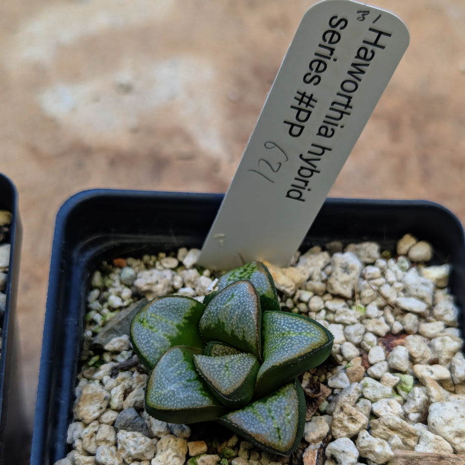 Haworthia groenewaldii hybrid series PP621 #31