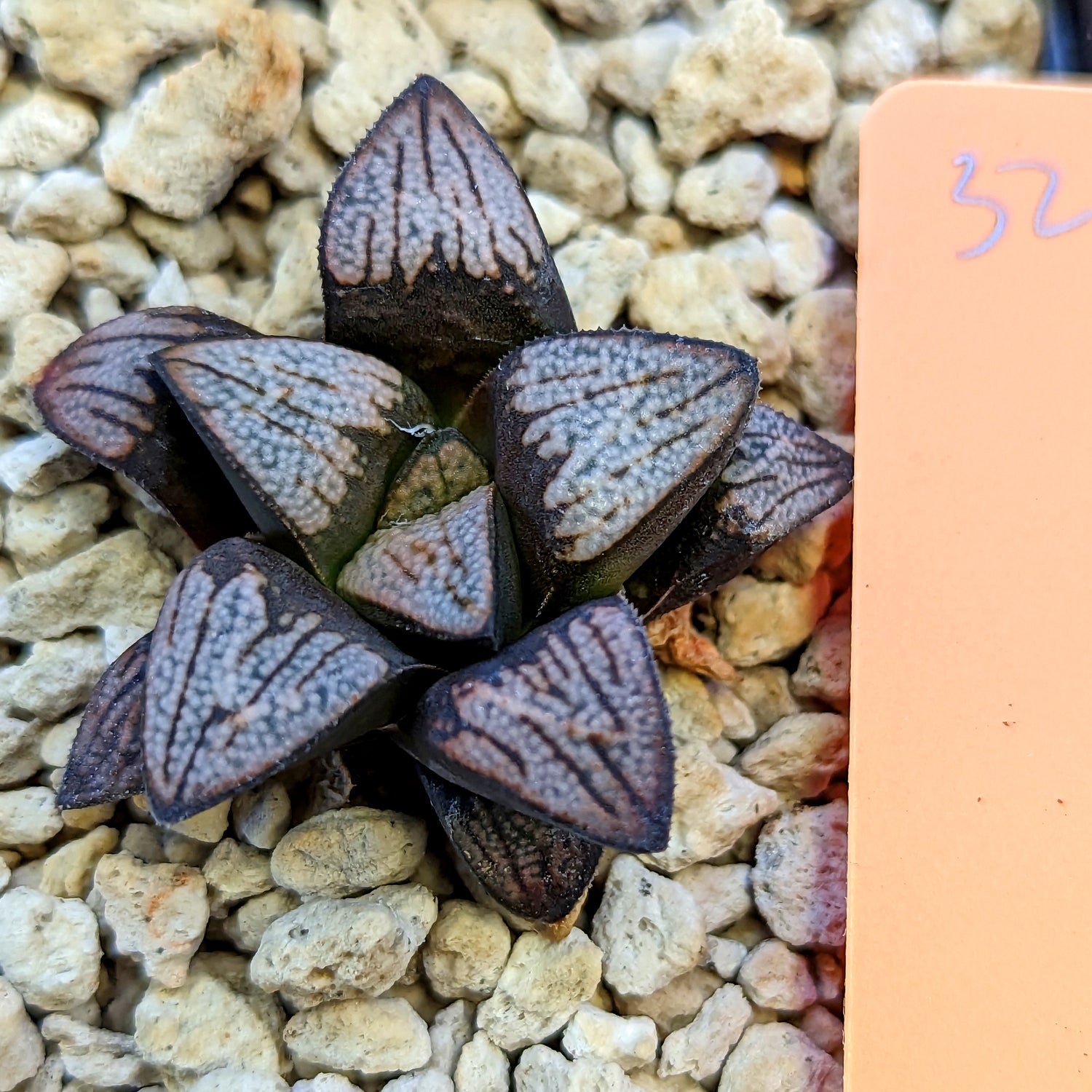 Haworthia groenewaldii hybrid series PP415 #32 SOLD OUT