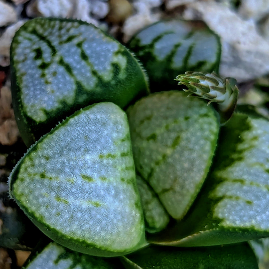 Haworthia groenewaldii hybrid series PP621 #32