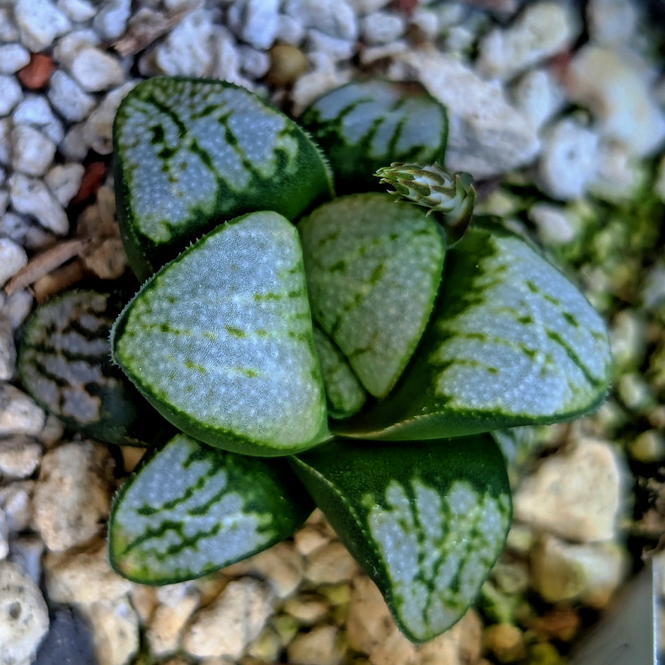 Haworthia groenewaldii hybrid series PP621 #32