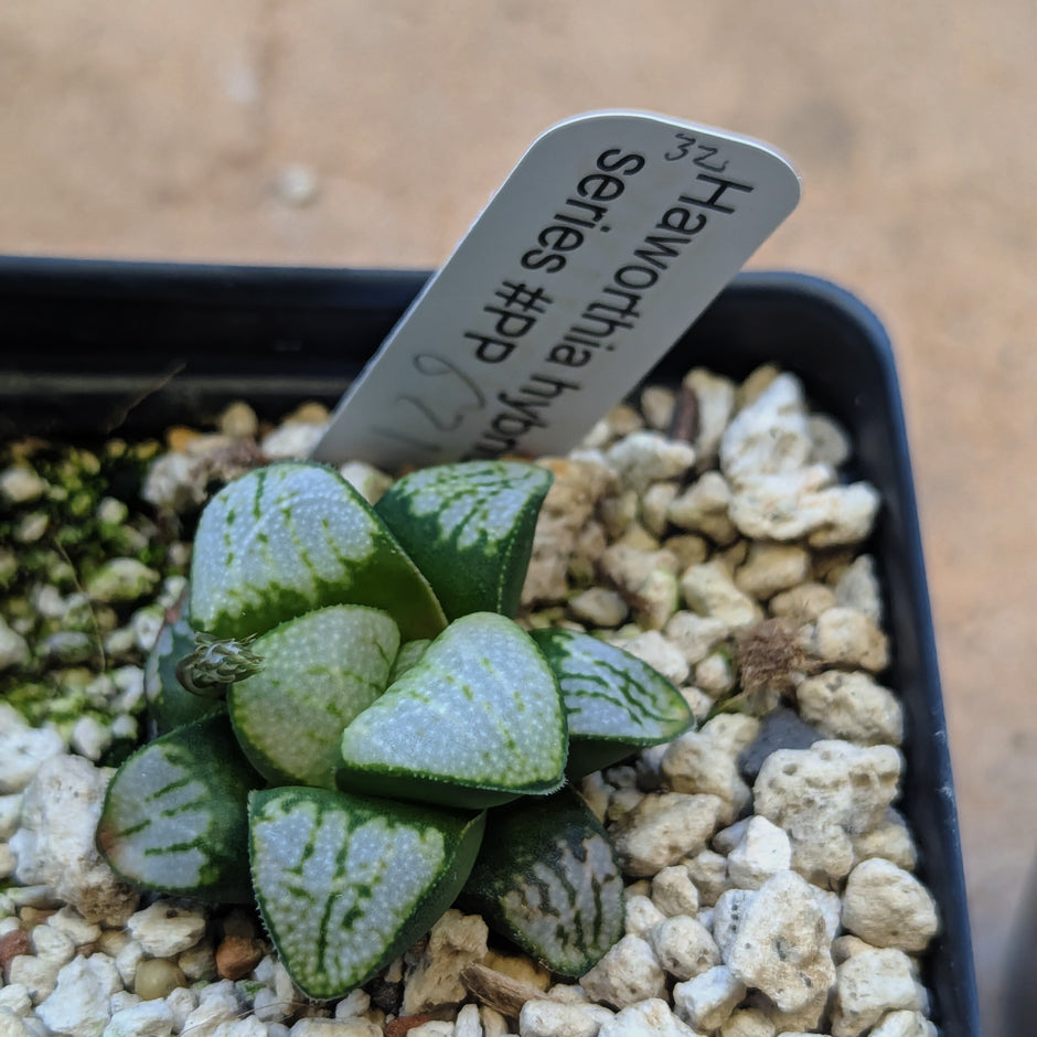 Haworthia groenewaldii hybrid series PP621 #33